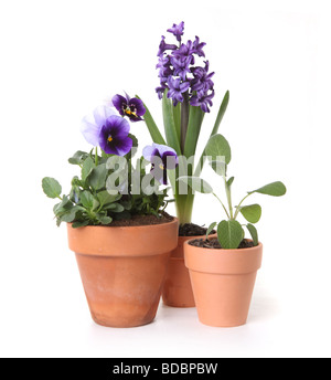 Colorful Spring Flowers of Pansies and Hyacinth in Pots on White Background Stock Photo