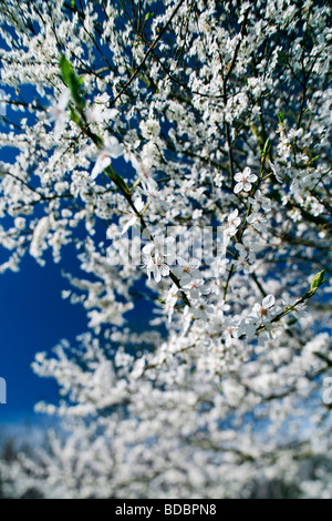 white damson blossom spring flowering tree in field orchard Stock Photo ...