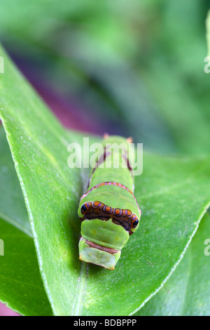 Mature (third) stage of the larva of a Citrus Swallowtail Butterfly (papilio demodocus), Kwazulu Natal South Africa