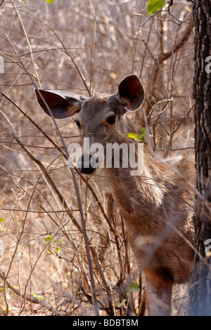 Sambar deer Cervus unicolor at Ranthambhore Tiger Reserve Rajasthan India Stock Photo