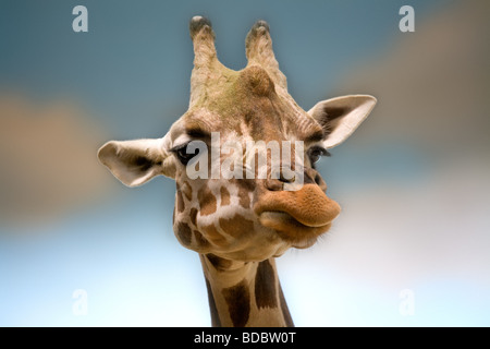 Giraffe head shot close up in the Bronx Zoo NY USA Stock Photo