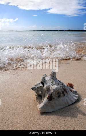 Surf splashing on sand with sea shell in the foreground Stock Photo