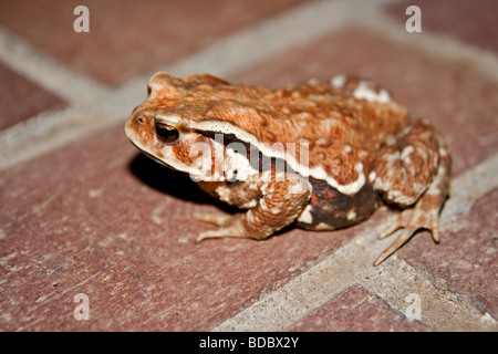 Bufo bufo, common toad  or European toad found in Togakushi, Japan Stock Photo