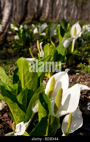 Lysichiton Camtschatcense - Asian Skunk Cabbage in Togakushi wet woodland, Nagano, Japan Stock Photo