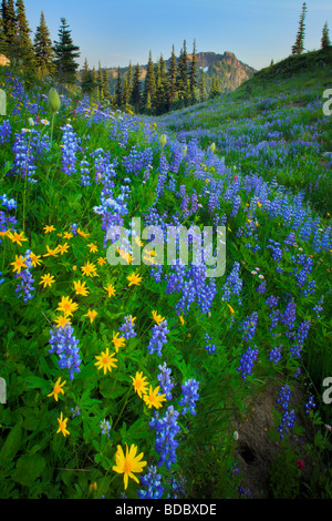 Lupines and sunflowers along Naches Peak trail in Mount Rainier National Park Stock Photo