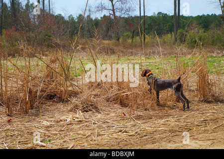BROWN GERMAN SHORT HAIR POINTER ON POINT POINTING PHEASANT IN VIEW  Stock Photo