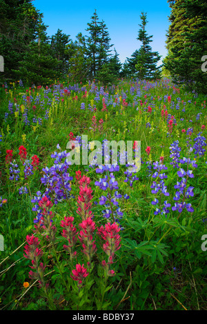 Summer wildflowers in the Sunrise area of Mount Rainier National Park Stock Photo