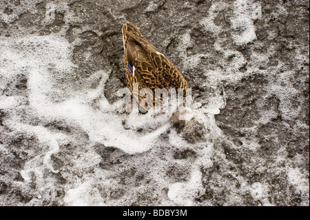 female Mallard duck feeding under water on the River Thames at Hambleden weir Bucks UK Stock Photo