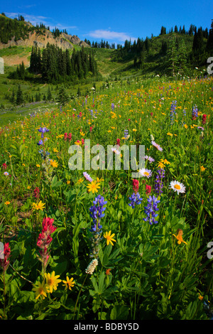 Wildflowers in Mount Rainier National Park in Washington state, USA Stock Photo