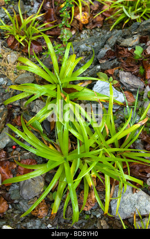 Green foliage found on stone wall. Stock Photo