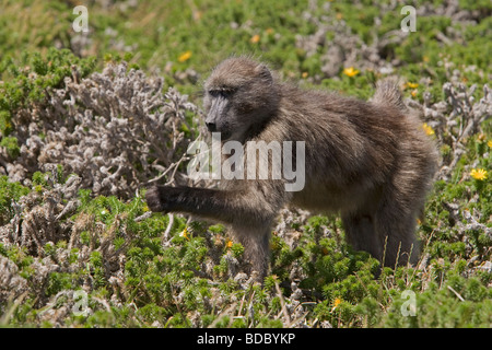 Chacma baboon Papio cynocephalus ursinus foraging at coast Table Mountain National Park South Africa Stock Photo