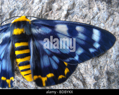 Four-o'clock moth (Dysphania fenestrata), so named because it generally becomes active in the late afternoon Stock Photo