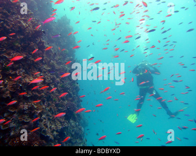 Divers with schools of red anthias fish, at Agincourt Reef ,Great Barrier Reef Marine Park, Queensland, Australia Stock Photo