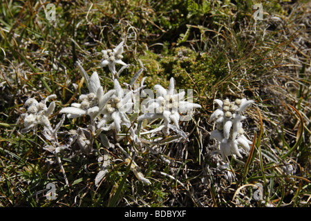 Alpen Edelweiß (Leontopodium nivale Alpinum) Edelweiss Stock Photo