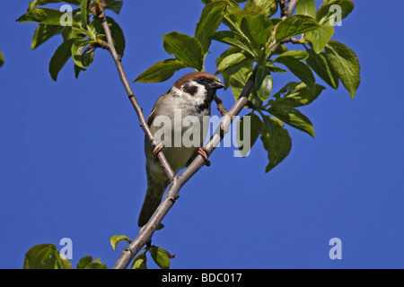Feldsperling (Passer montanus) Tree Sparrow Stock Photo
