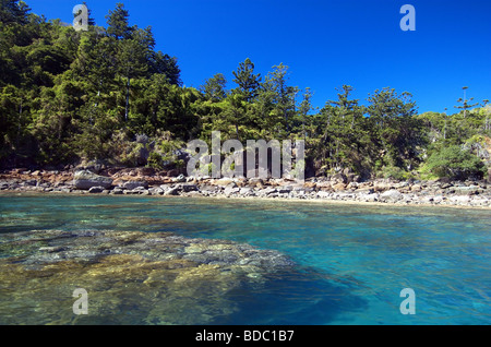 Fringing coral reefs and hoop pine forest of Dumbell Island Whitsunday Islands National Park Queensland Australia Stock Photo