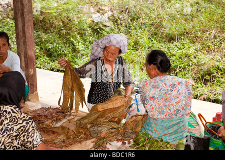 Indonesia Sulawesi Tana Toraja Totumbang village weekly market tobacco chewing old woman inspecting leaves Stock Photo