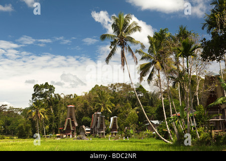 Indonesia Sulawesi Tana Toraja community of traditional Tongkonan houses across cultivated rice fields Stock Photo