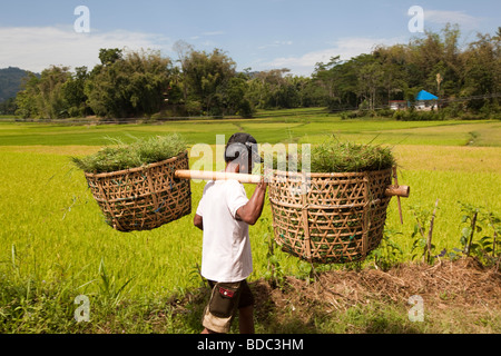 Indonesia Sulawesi Tana Toraja Bebo farmer carrying harvested crop in baskets over shoulders Stock Photo