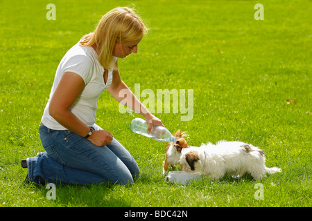 Woman with Chihuahua and Mixed Breed Dog puppy giving water bowl Stock Photo