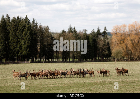 Deer at Harewood House Leeds West Yorkshire UK April 2009 Stock Photo