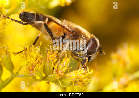 Eristalis tenax closeup. This dronefly, a hoverfly, is sitting on a solidago flower and feeding. Stock Photo