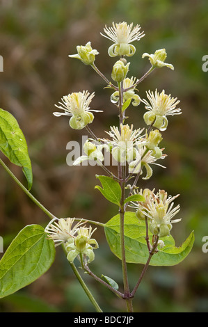 Traveller's-joy  Wild clematis Old man's beard Clematis vitalba Stock Photo