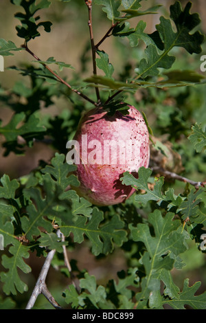 Oak Apple Gall produced by a parasitic wasp Biorhiza pallida Stock Photo
