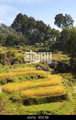 Indonesia Sulawesi Tana Toraja small rural road passing though paddy fields at harvest time