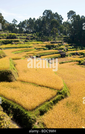 Indonesia Sulawesi Tana Toraja Lokkomata paddy fields at rice harvest time
