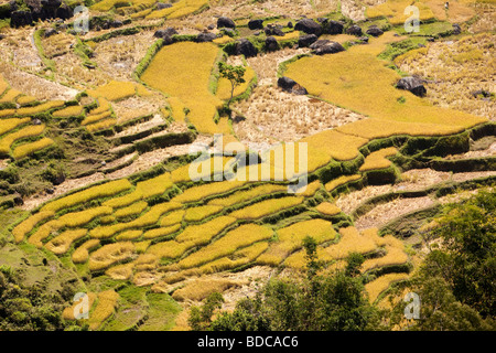 Indonesia Sulawesi Tana Toraja Lempo terraced rice paddy fields in highlands above Rantepao Stock Photo