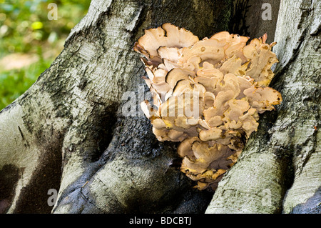 Giant Polypore Meripilus giganteus Stock Photo