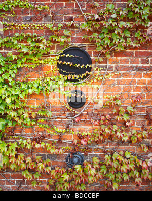 Ivy covered wall with Iron fixings. Stock Photo