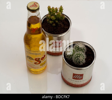 a bottle of mexican beer with two used tin plantpots containing cactus plants, set on a white tabletop Stock Photo