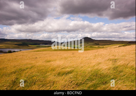 West Lomond Hill and grasses in east  Fife Scotland Stock Photo