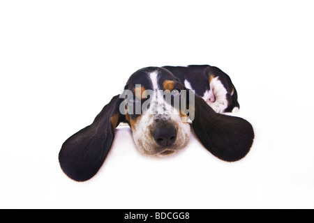 Basset Hound Puupy dog Stock Photo