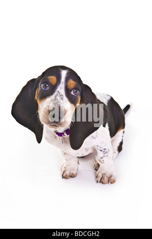 Basset Hound Puppy dog Stock Photo