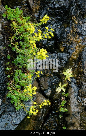 Yellow Mountain Saxifrage, Saxifraga aizoides, growing from a wet rocky cliff, Scottish Highlands. Stock Photo