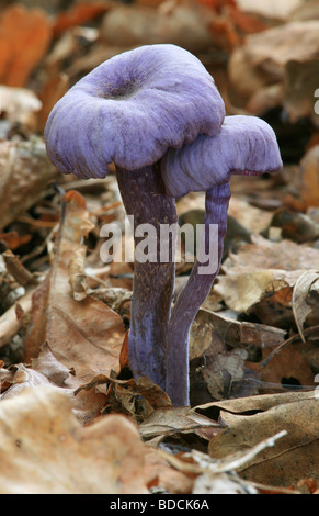 A pair of purple amethyst deceiver mushrooms Laccaria amethystina in birch woodland.