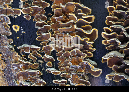 Trametes versicolor many zoned polypore turkey tail on burnt beech wood Stock Photo