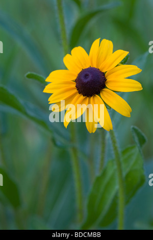 Black-eyed Susan (Rudbeckia hirta), Custer State Park, Black Hills, South Dakota Stock Photo