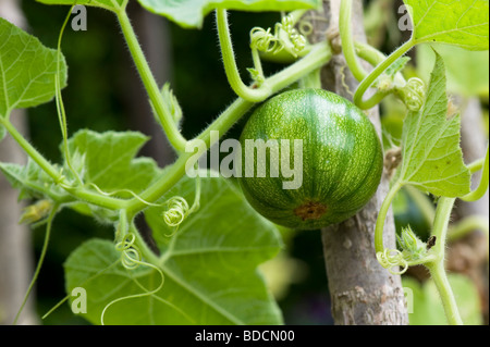 Pumpkin 'baby bear', Cucurbita pepo growing in a vegetable garden Stock Photo