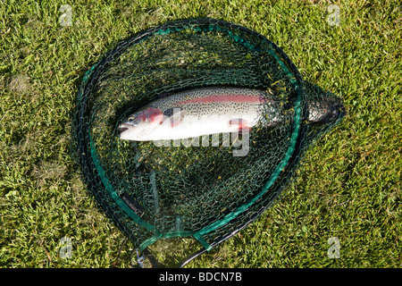 Rainbow trout caught at Meon Springs trout fishery Hampshire England. Stock Photo