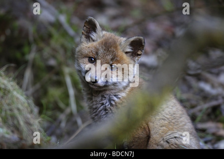 Europäischer Rotfuchs (Vulpes vulpes) red fox
