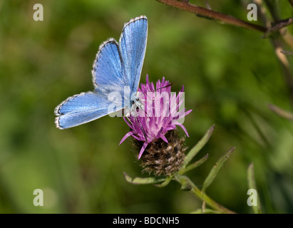 An Adonis Blue butterfly (Polyommatus bellargus) feeding on knapweed at Martin Down National Nature Reserve, Hampshire, England Stock Photo