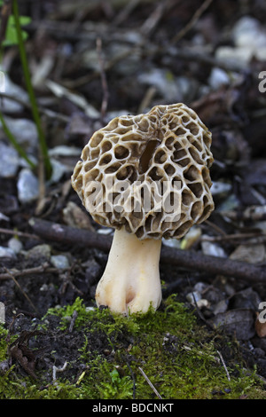 Speisemorchel (Morchella esculenta) morel Stock Photo