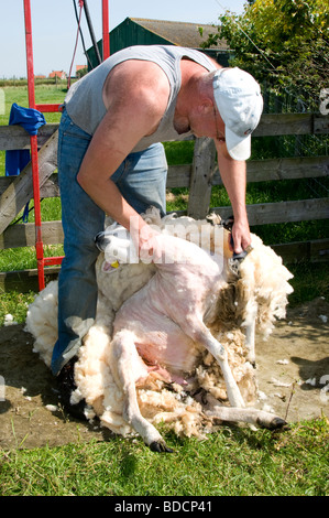 Sheep Shepard shear shearing Netherlands Texel Holland Farm Stock Photo ...