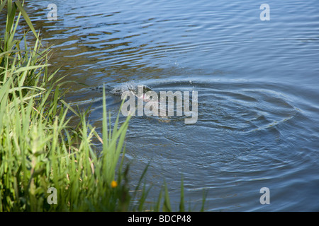 Rainbow trout caught at Meon Springs trout fishery Hampshire England. Stock Photo