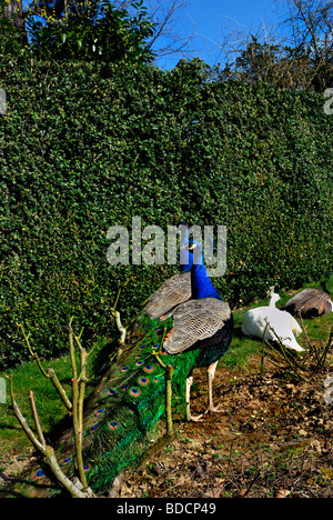 Paris France, Outside in 'Bagatelle Garden' Group of Peacocks, promenading, Early Spring Day Stock Photo
