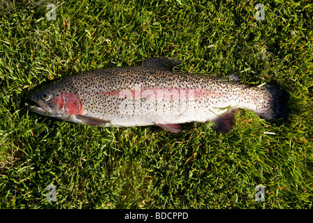 Rainbow trout caught at Meon Springs trout fishery Hampshire England. Stock Photo